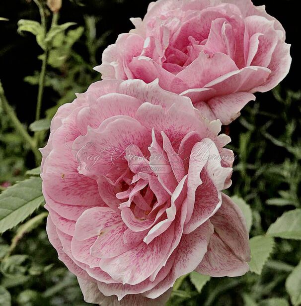 Роза Kir Royal (Кир Ройал) — фото 3