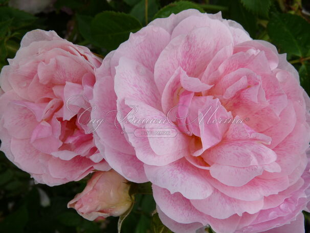 Роза Kir Royal (Кир Ройал) — фото 4