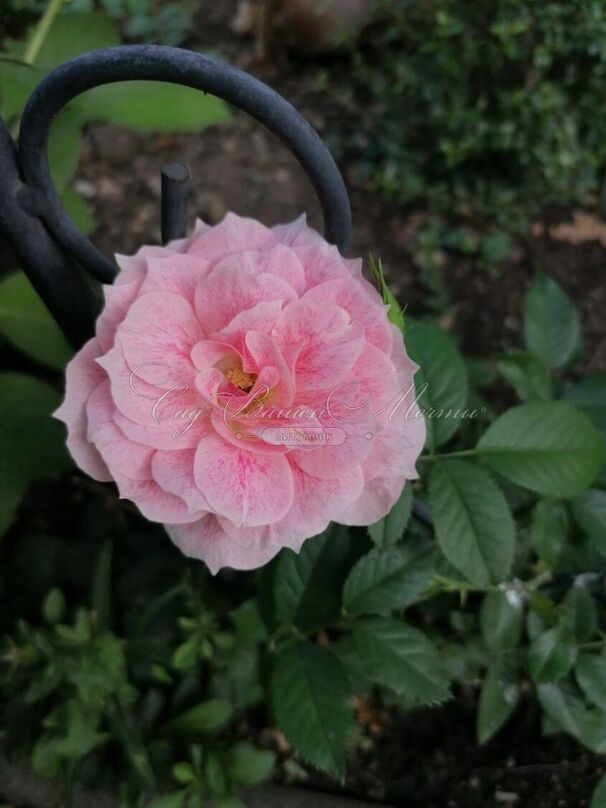 Роза Kir Royal (Кир Ройал) — фото 5