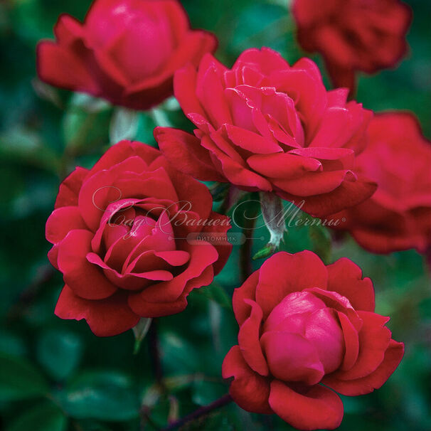 Роза Knock Out Double (Кнок Аут Дабл) — фото 3