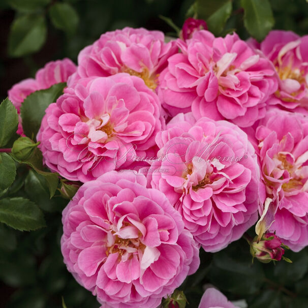Роза Lovely Pink (Лавли Пинк) — фото 2