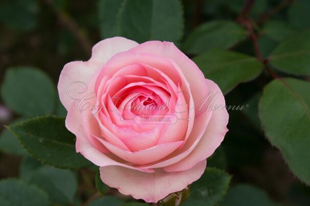 Роза Mini Eden Rose (Мини Эден Роуз) — фото 4