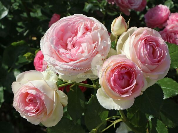 Роза Mini Eden Rose (Мини Эден Роуз) — фото 5