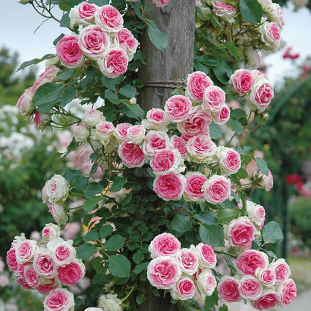 Роза Mini Eden Rose (Мини Эден Роуз) — фото 6