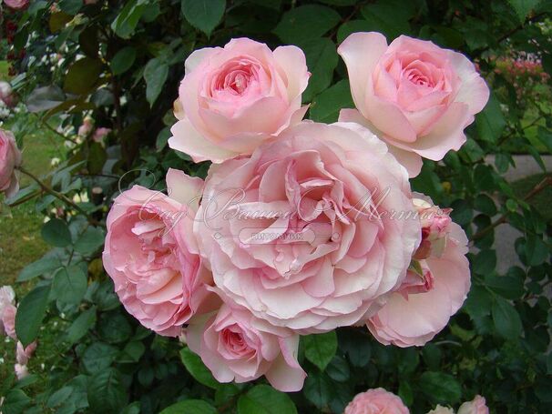 Роза Mini Eden Rose (Мини Эден Роуз) — фото 7