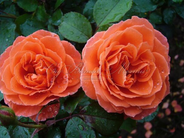 Роза Orange Meilove (Оранж Мейлав) — фото 2