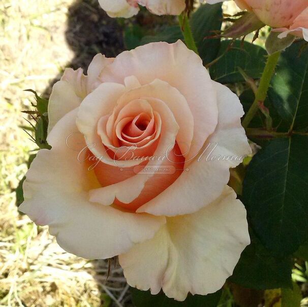 Роза Paul Ricard (Поль Рикар) — фото 3