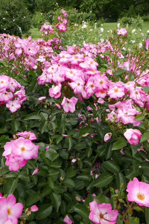 Роза Phlox Meidiland (Флокс Мейдиланд) — фото 4