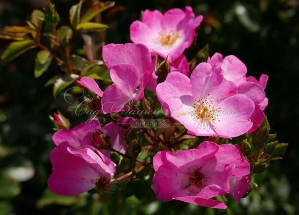 Роза Phlox Meidiland (Флокс Мейдиланд) — фото 5