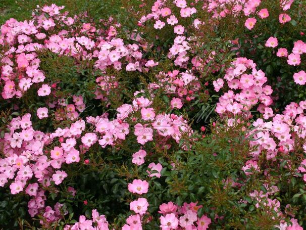 Роза Phlox Meidiland (Флокс Мейдиланд) — фото 7
