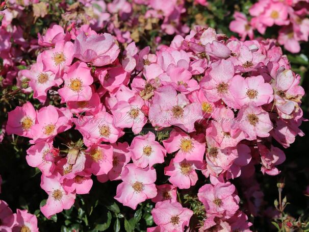 Роза Phlox Meidiland (Флокс Мейдиланд) — фото 9