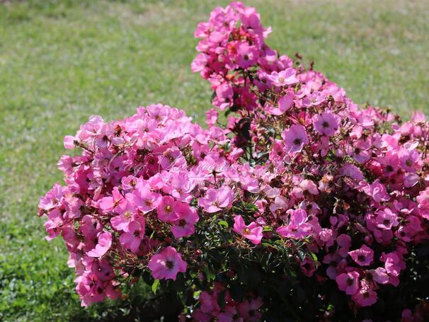 Роза Phlox Meidiland (Флокс Мейдиланд) — фото 14