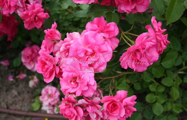 Роза Pink La Sevillana (Пинк Ля Севиллана) — фото 3