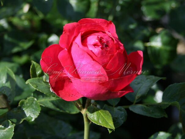 Роза Red Eden Rose (Рэд Эден Роуз) — фото 2