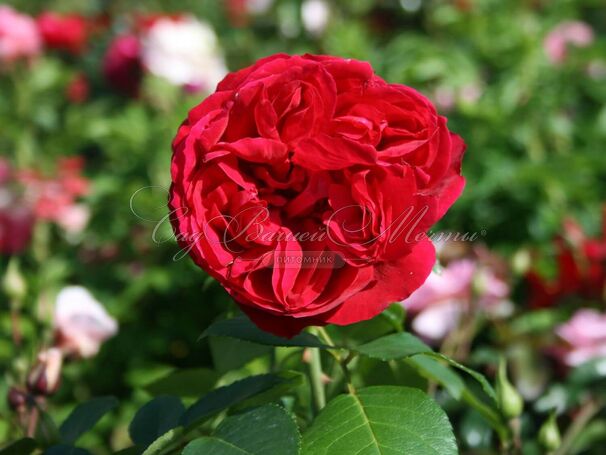 Роза Red Eden Rose (Рэд Эден Роуз) — фото 5