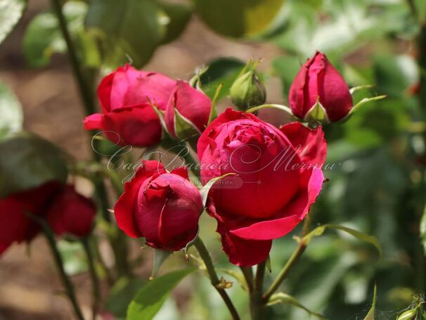 Роза Red Eden Rose (Рэд Эден Роуз) — фото 6