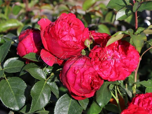 Роза Red Eden Rose (Рэд Эден Роуз) — фото 7