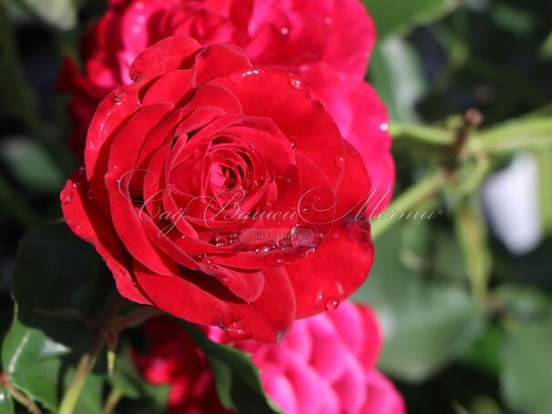 Роза Red Eden Rose (Рэд Эден Роуз) — фото 8