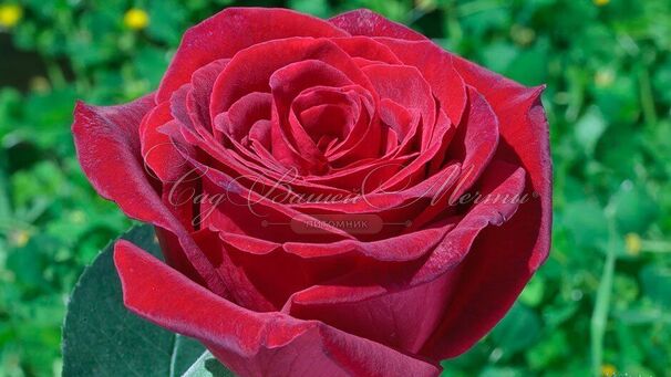 Роза Royal Garden (Роял Гарден) — фото 2