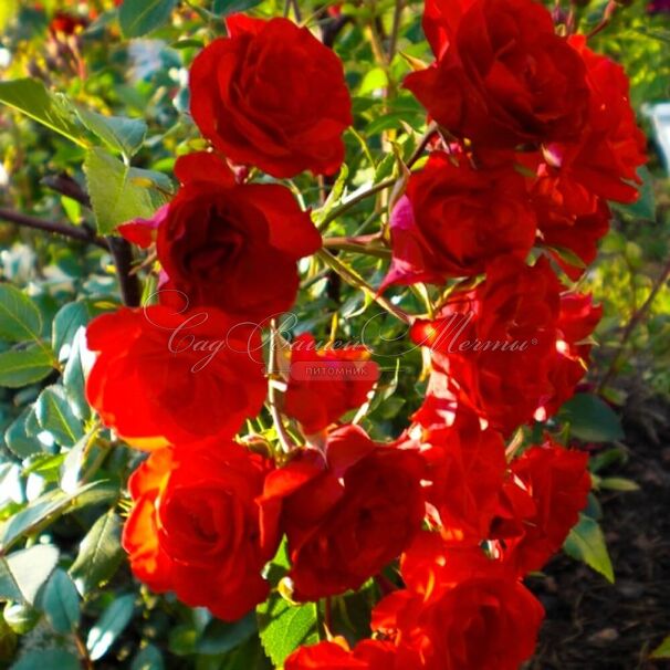 Роза Scarlet Meillandecor (Скарлет Мейяндекор) — фото 3