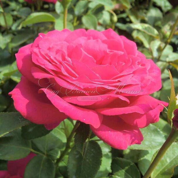 Роза Sexy Perfumella (Секси Перфюмелла) — фото 2