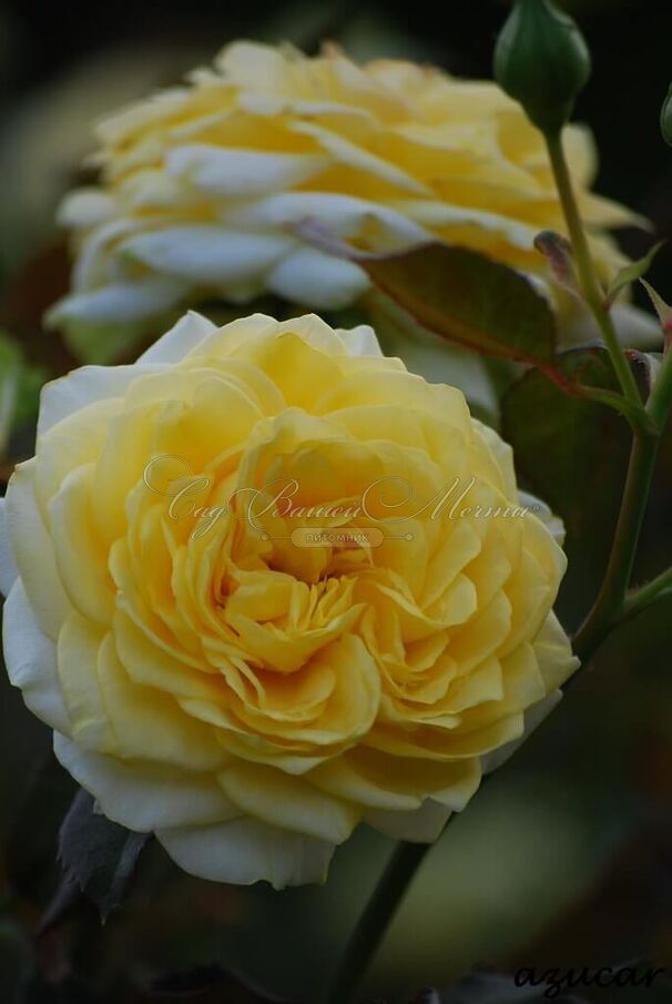 Роза Sunlight Romantica (Санлайт Романтика) — фото 2