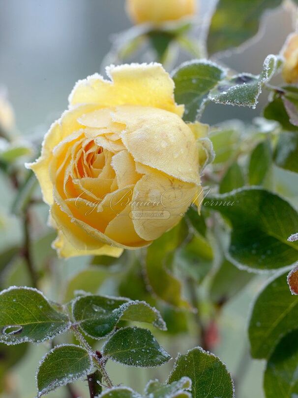 Роза Sunlight Romantica (Санлайт Романтика) — фото 4
