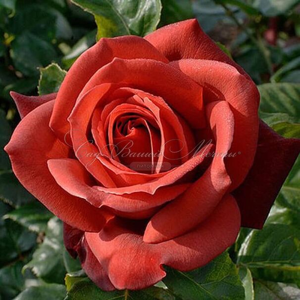 Роза Terracotta (Терракота) — фото 2