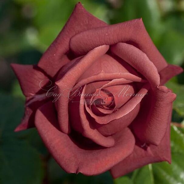 Роза Terracotta (Терракота) — фото 3