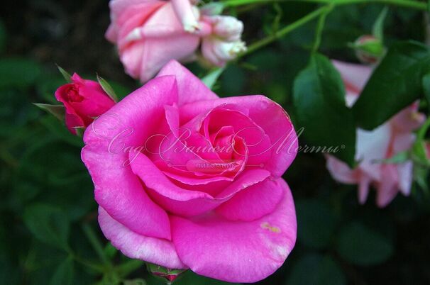 Роза The McCartney Rose (Маккартни Роуз) — фото 2