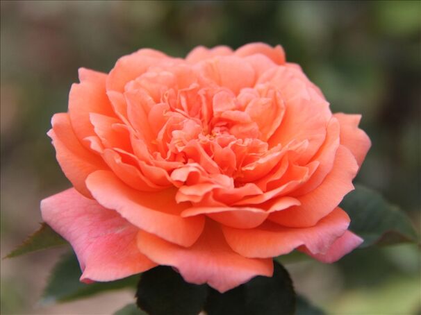 Роза Amour de Molene (Амур де Молен) — фото 4