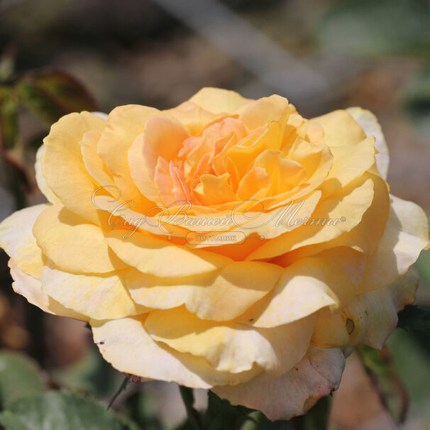 Роза Golden Silk (Голден Силк) — фото 2