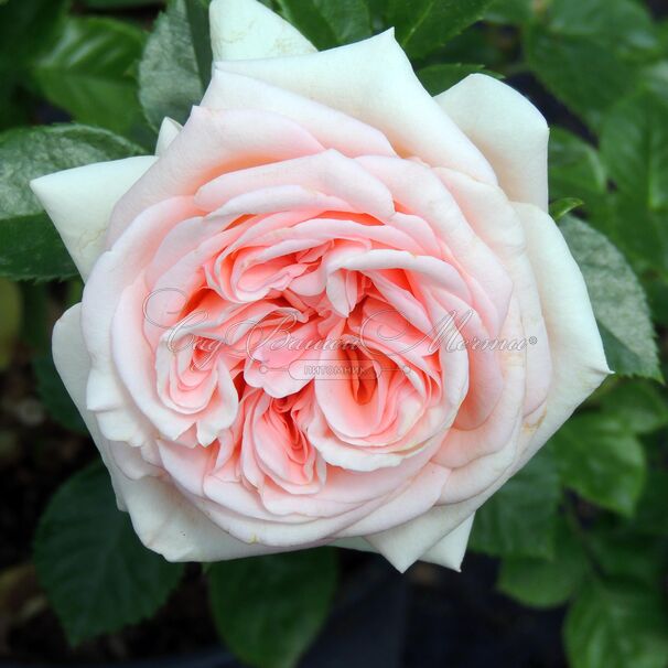 Роза La Fontaine aux Perles (Ля Фонтэн о Перл) — фото 3
