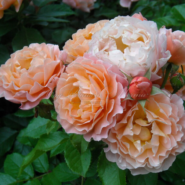 Роза Parfum d'Orleans (Парфюм д`Орлеан) — фото 2
