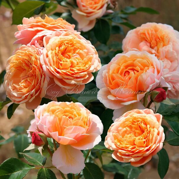 Роза Parfum d'Orleans (Парфюм д`Орлеан) — фото 3