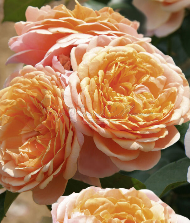 Роза Parfum d'Orleans (Парфюм д`Орлеан) — фото 4