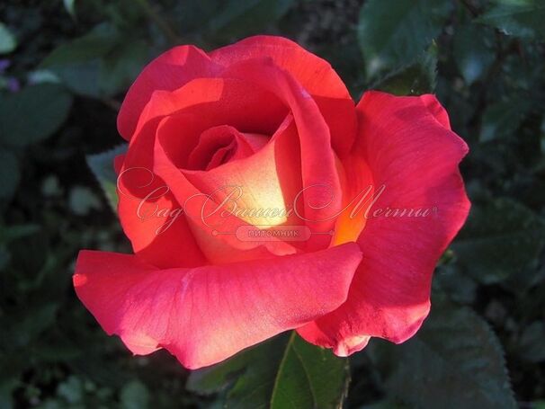 Роза Parfum de Grasse (Парфюм де Грас) — фото 2