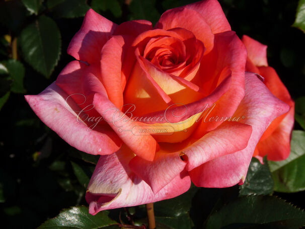 Роза Parfum de Grasse (Парфюм де Грас) — фото 3