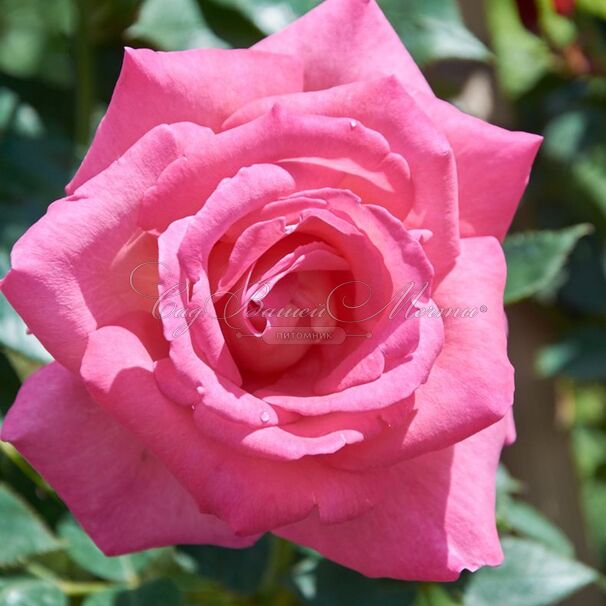 Роза Parfum Royal (Парфюм Роял) — фото 2