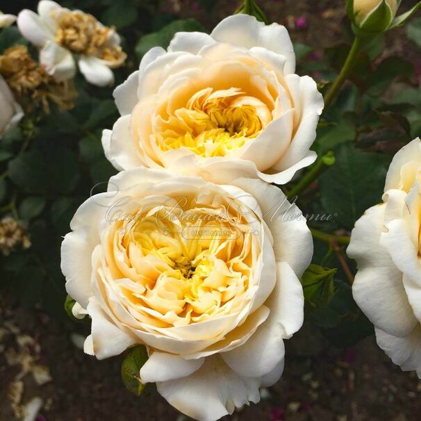 Роза Rosemantic Cream (Роуземантик Крим) — фото 2