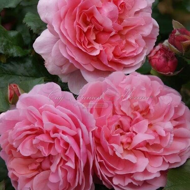 Роза Rosemantic Pink (Роуземантик Пинк) — фото 2
