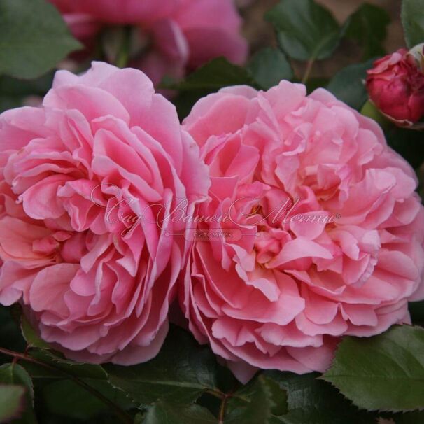 Роза Rosemantic Pink (Роуземантик Пинк) — фото 3