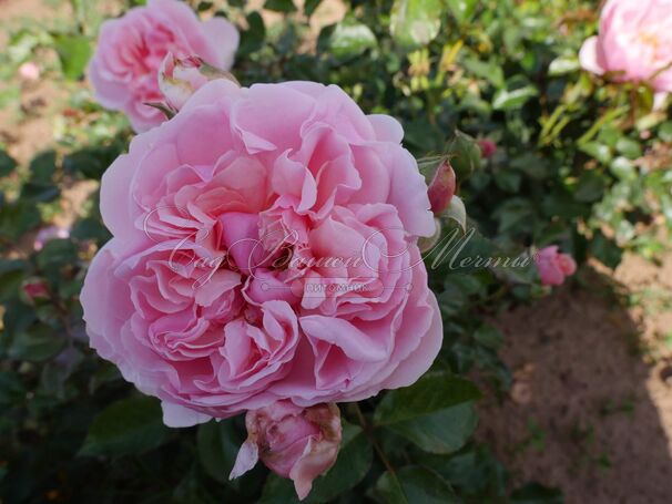Роза Rosemantic Pink (Роуземантик Пинк) — фото 4