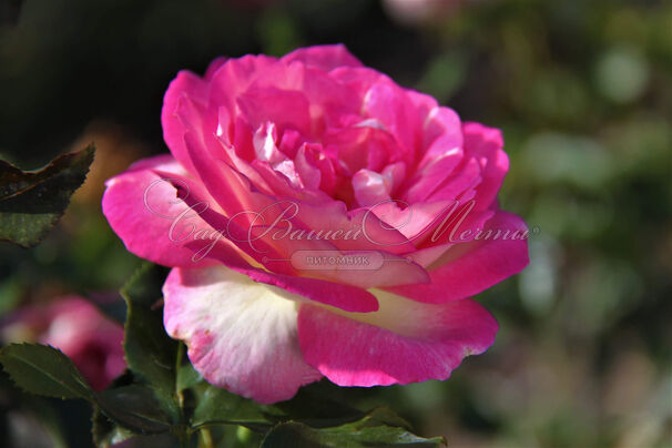 Роза Sweet Delight (Свит Дэлайт) — фото 2
