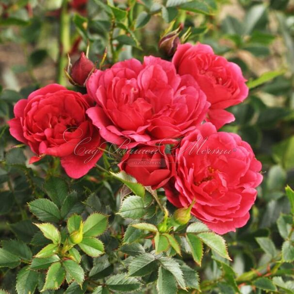 Роза Crimson Pixie (Кримсон Пикси) — фото 4