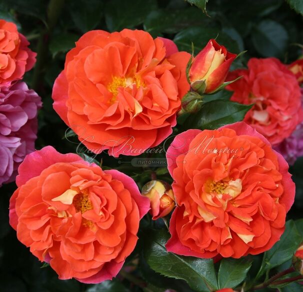 Роза Orange Vaza (Оранж Ваза) — фото 2