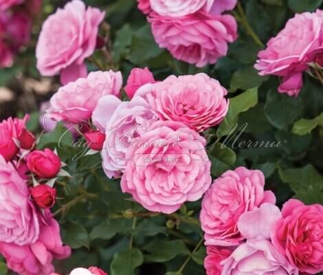Роза Pink Vaza (Пинк Ваза) — фото 2
