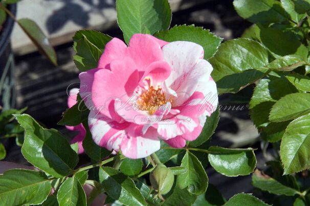 Роза Calypso (Калипсо) — фото 2