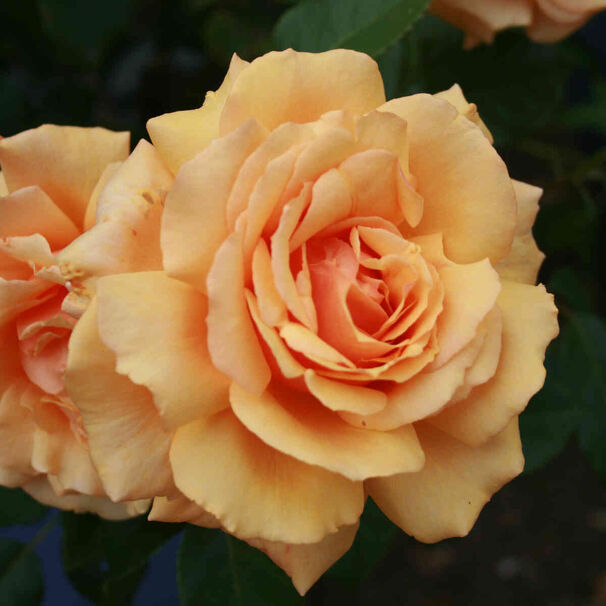 Роза Carl Nielsen (Карл Нильсен) — фото 2