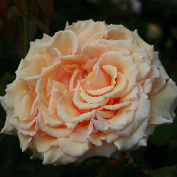 Роза Carl Nielsen (Карл Нильсен) — фото 3